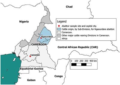 Association of Fasciola gigantica Co-infection With Bovine Tuberculosis Infection and Diagnosis in a Naturally Infected Cattle Population in Africa